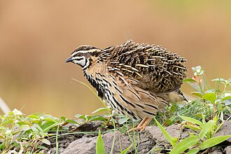 Picture of the day





Coturnix coromandelica (Rain Quail) in Bhigwan, Maharashtra, India.
 #ImageOfTheDay