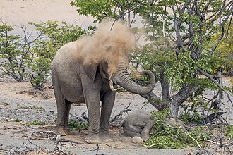 Picture of the day
Desert elephant (Loxodonta africana) spraying sand on herself while guarding her sleeping baby. She has covered the baby with a branch. In Damaraland, Namibia
#ImageOfTheDay Picture of the day
Desert elephant (Loxodonta africana) spraying sand on herself while guarding her sleeping baby. She has covered the baby with a branch. In Damaraland, Namibia
#ImageOfTheDay