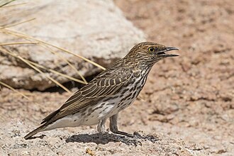 Picture of the day





Female violet-backed starling (Cinnyricinclus leucogaster verreauxi), Damaraland, Namibia.
 #ImageOfTheDay