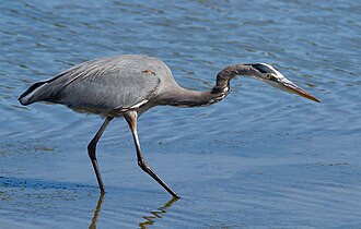 Picture of the day





Great Blue Heron (Ardea herodias), hunting at Richardson Bay near Strawberry, California
 #ImageOfTheDay