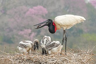 Picture of the day





Jabiru (Jabiru mycteria) feeding its chicks in their nest in Mato Grosso, Brazil
 #ImageOfTheDay