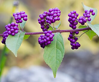 Picture of the day
Purple beautyberry, Daisen Park, Sakai, Osaka. Focus stack of 4 photos.
#ImageOfTheDay Picture of the day
Purple beautyberry, Daisen Park, Sakai, Osaka. Focus stack of 4 photos.
#ImageOfTheDay
