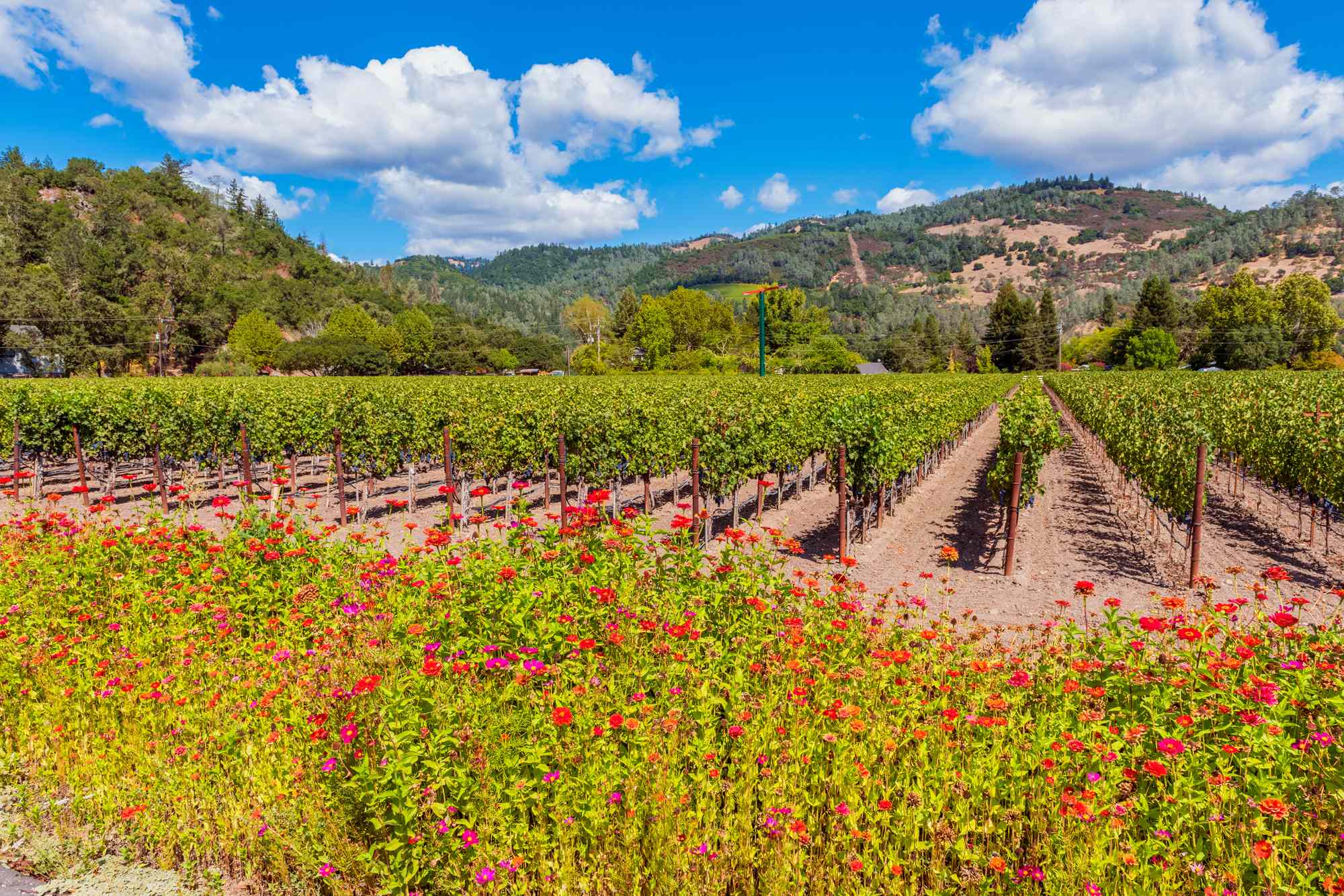This Tiny Napa Valley Town Has Over 50 Wineries, Hot Springs, and California’s Own Old Faithful Geyser #Travel Plan a wellness- and wine-focused getaway in Calistoga, California.